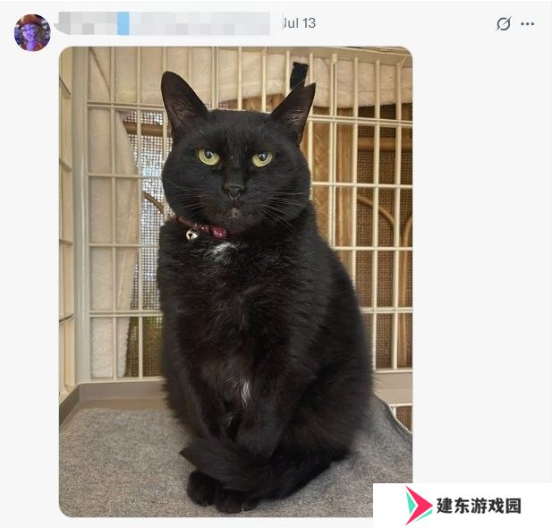 你的宠物够吓人吗？ 《生化危机》官方收集恐怖宠物照